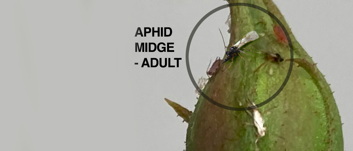 Searles Beneficial insect Aphid midge